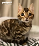 Dقطة بينغال: Beautiful Pure Female Bengal Kitten