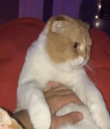 قط سكوتش فولد للتبني مجاناً