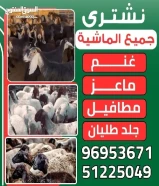 بيع و شراء غنم51225049