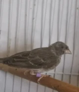 نثية ياسمين جاهزه وحنونه