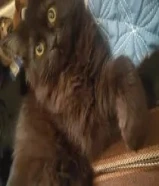 قطط للبيع Cats for sale شيرازي هيمالايا قطط للبيع Cats for sale شيرازي هيمالايا قطط للبيع Cats for s60007496