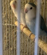 rd male opline femail albino