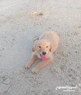 بيور pupy golden retreiver