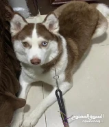 جراوي هاسكي بيور