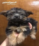 للبيع يورك شاير نثيه وذكر