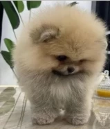 Pomeranian mini