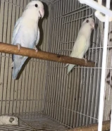 e bird pair