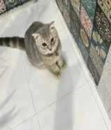 80 kdمع اغراضها