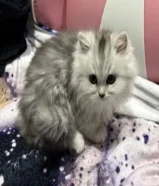 قطه البيع شرازي