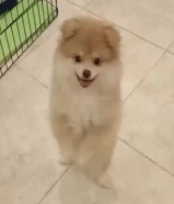 للبيع البنت وابوها