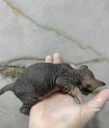 كتن فرعوني سفنكس