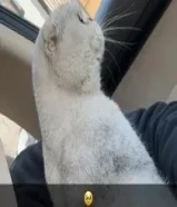 سكوتش فولد سلفر بيور