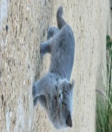 قطاوة سكوتش