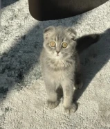 للبيع سكوتش فولد شورت هير