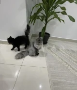 قطرتين للتبني