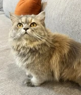 للتبي قطة شيرازي انثى