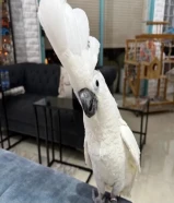 كوكاتو نثيه العمر 9 شهور يوجد فحص Dna لعوبه مع الاطفال ولا يوجد عض نهائيا ربوه تم قص الجناح