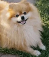 كلب بومرينيان اصلي ماخذ كل التطاعيم لعوب معا الاطفال يصلح لتربيه داخل البيت لا يوجد في عض ومطيع