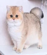 Need Scottish Cat for Matting