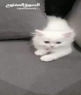 Kitten قطه صغيره