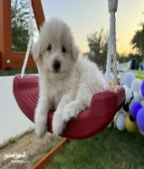 Maltese puppies for sale cute the price is negotiable كلاب صغار مالتيز للبيع السعر مقابل للنقاش