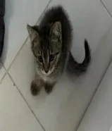 هرّ عمره 4 شهور ‏لتبني مجانا50356710