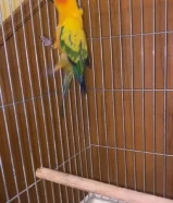 وحشي ولا ربوه