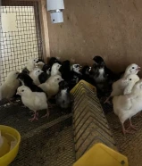 فروخ دجاجج