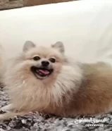 Pure Pomeranian Dog for Sale