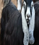 مطلوب معزتين عوارض