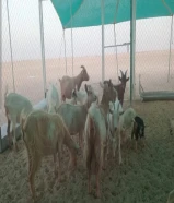 للبيع صنف معزا الالماني القزم