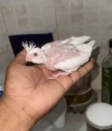 فروخ كوكتيل عس انتاج الكويت