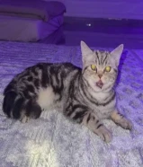 للتبني قط برتش ذكر