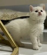 للبيع كيتن سكوتش فولد