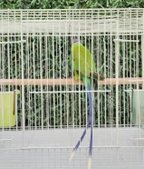 للبيع طير بالم هيد ( دره برقوقيه ) نادر جدا نص ربوه مايعض ويصعد على اليد..........................