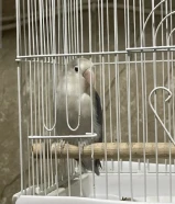 ببغاء الفيشر ذكر صحته ممتازه مع قفصه وأكله