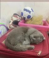 Male Cat Adoption