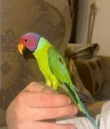 اسم الطير اسمين 1-بالم هيد 2- برقوقيه ببغاء نادر جدا بالكويت بيعة سريعة أليف يطلع على اليد