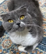 للتبني نثيه