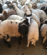 قصاب الكويت/ زبايح للبيع مع التوصيل جميع مناطق الكويت