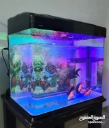 Fish Tank / Aquarium