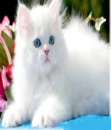 مطلوب كتن نفس اللي بالصوره