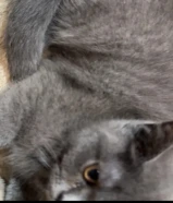 للبيع كتن برتش بيور