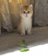 كتنز برتش شورت هير مستوى عالي من انتاج روسيا