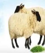 قصاب لذبح الاضحية