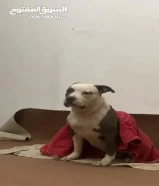 للبيع بيتبول نثيه هاديه جدا