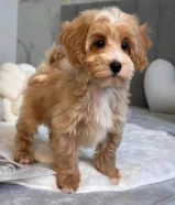 poodle puppies for sale