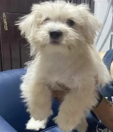 Morkie for sale 2 puppies