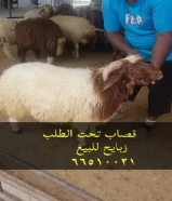 قصاب تحت الطلب +زبايح للبيع