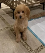 بودل تي كب Toypoodle